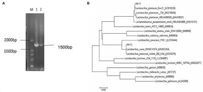 The Probiotic Attributes and Anti-pseudorabies Virus Evaluation of Lactobacillus Isolates